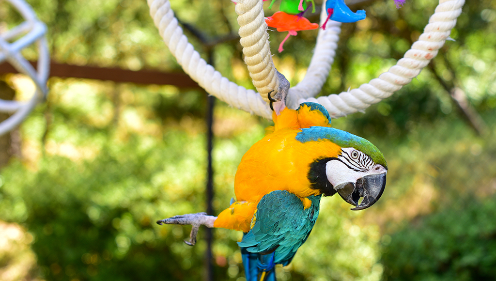 Selecting the Proper Toy For Your Parrot