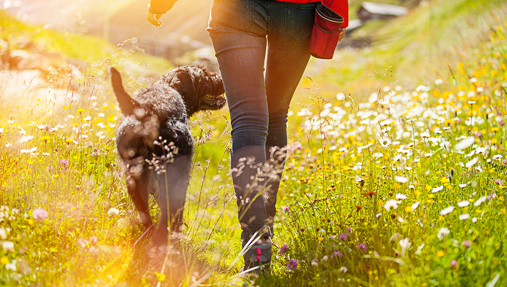 3 Steps: Keeping Your Dog Close When Unleashed