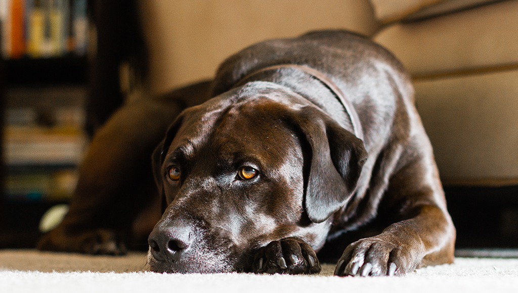 Addison's Disease in Dogs