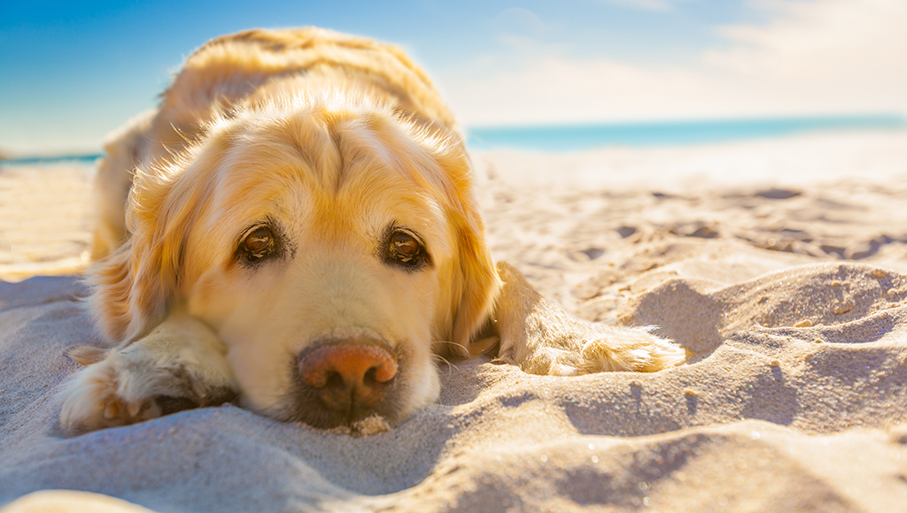 Warm Weather Pet Hazards