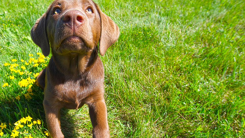 Treating Insect Bites on Pets