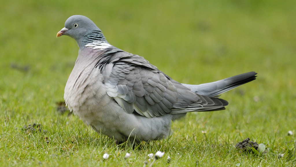An Overweight Bird is Unhealthy