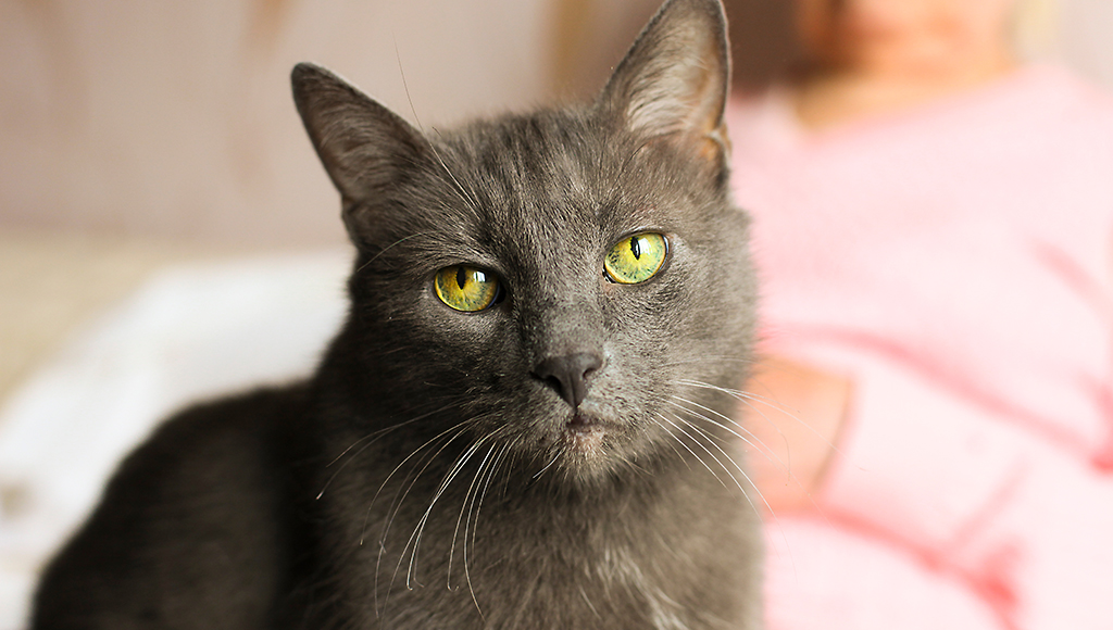 Changes You'll See in Your Aging Cat