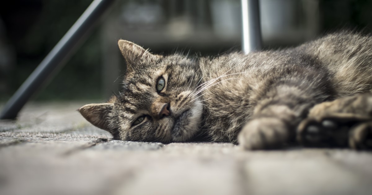 Letting a Beloved Pet Go: How Will I Know When It's Time?