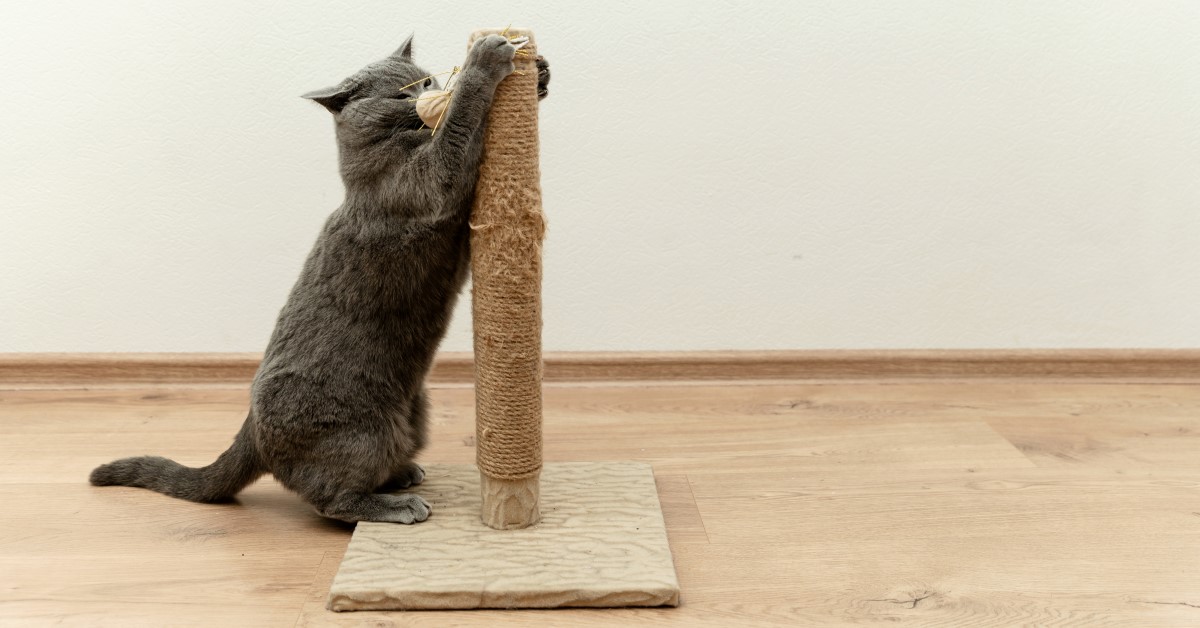 are laser toys bad for cats 2-in-1 Cat Laser Toy: Engage & Entertain Your Pet ORSDA