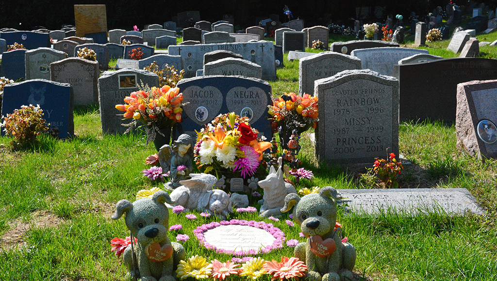 Honoring Our Beloved Pets: Cremation