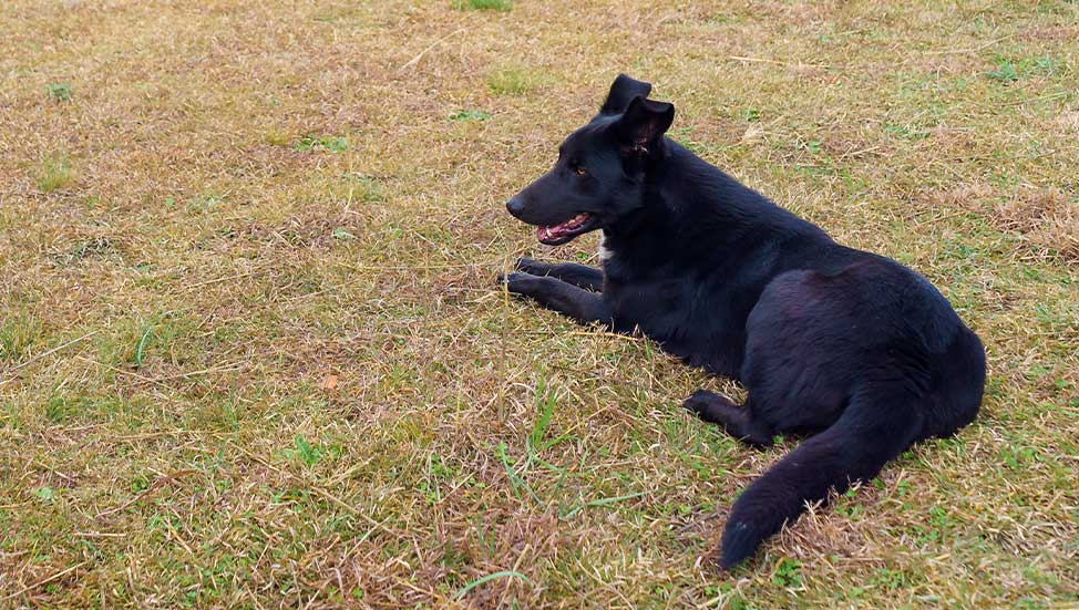 Why Does My Dogs Pee Ruin My Lawn and How Do I Prevent It?