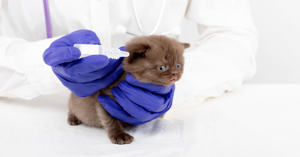 Common Eye Infections in Cats