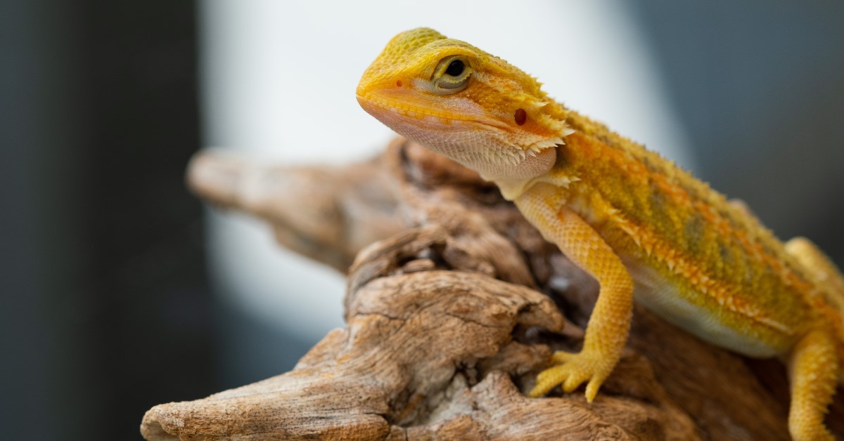 Which is the Best Small Pet for Your Family?