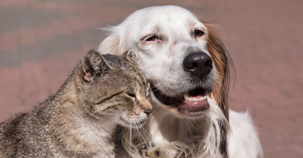 Photo inspiration: Gallery Detail: Tips On Caring For Senior Dogs And Cats A Pet