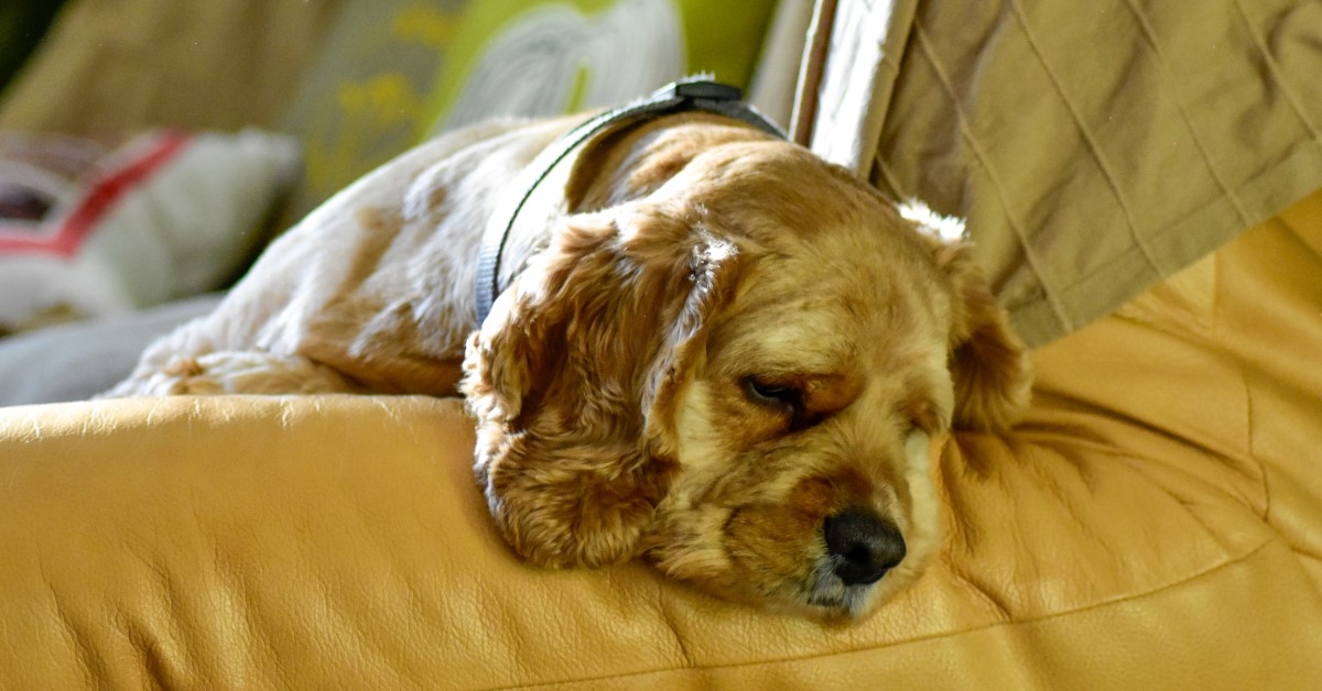 Behavior Problems in Older Dogs