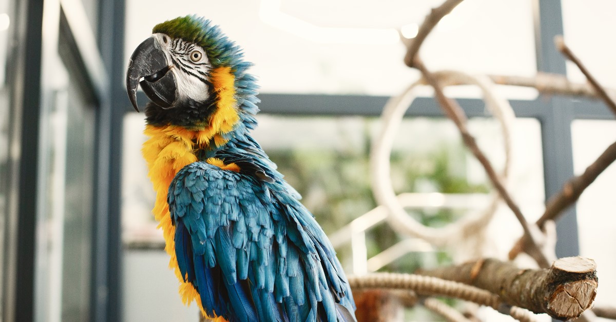 Before You Get Your Bird