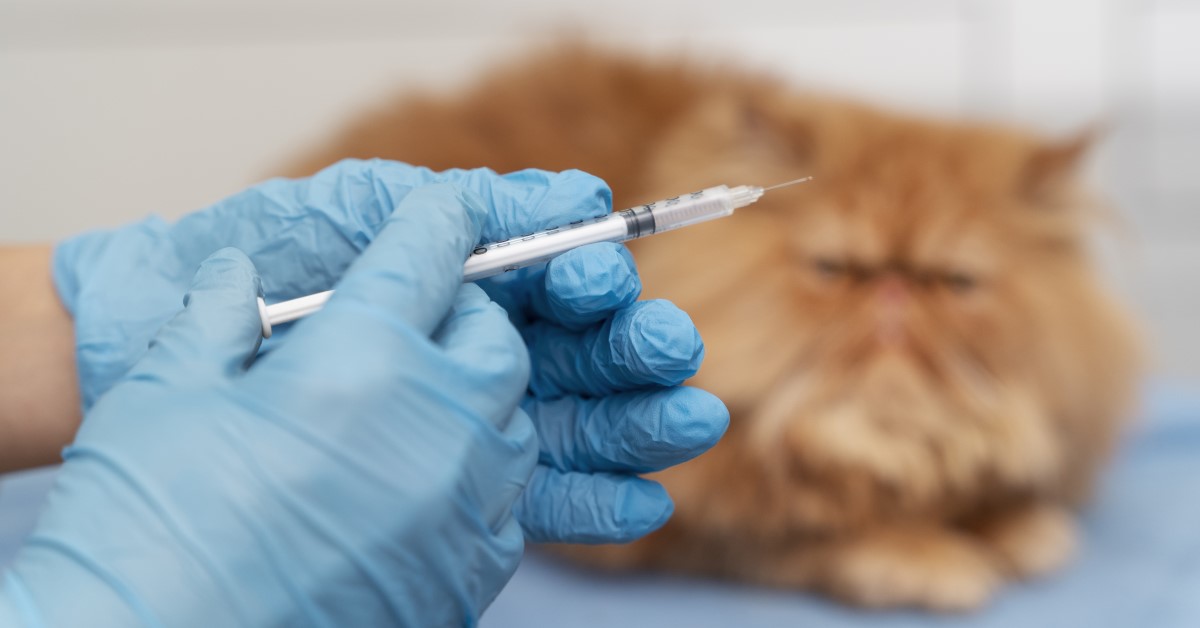 Worried About Cat Vaccination Side Effects? Get the Facts