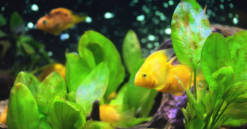Image showcasing Keeping Your Fish Tank Cool in the Summer Heat | Preventative Measures