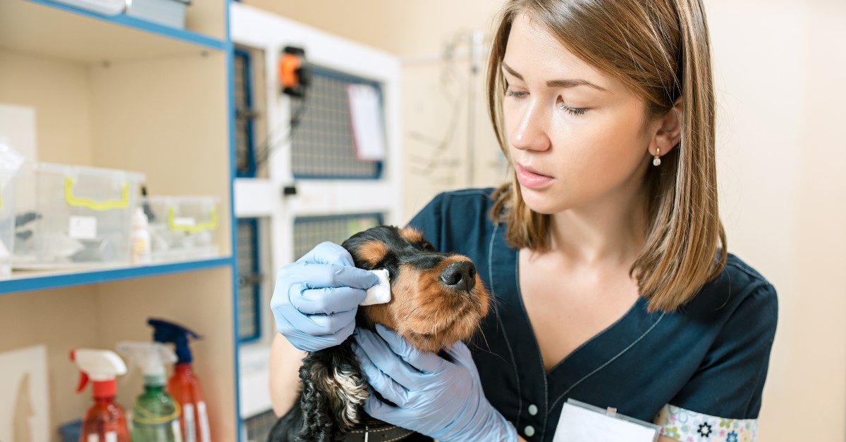 How to Treat Allergic Reactions in Dogs