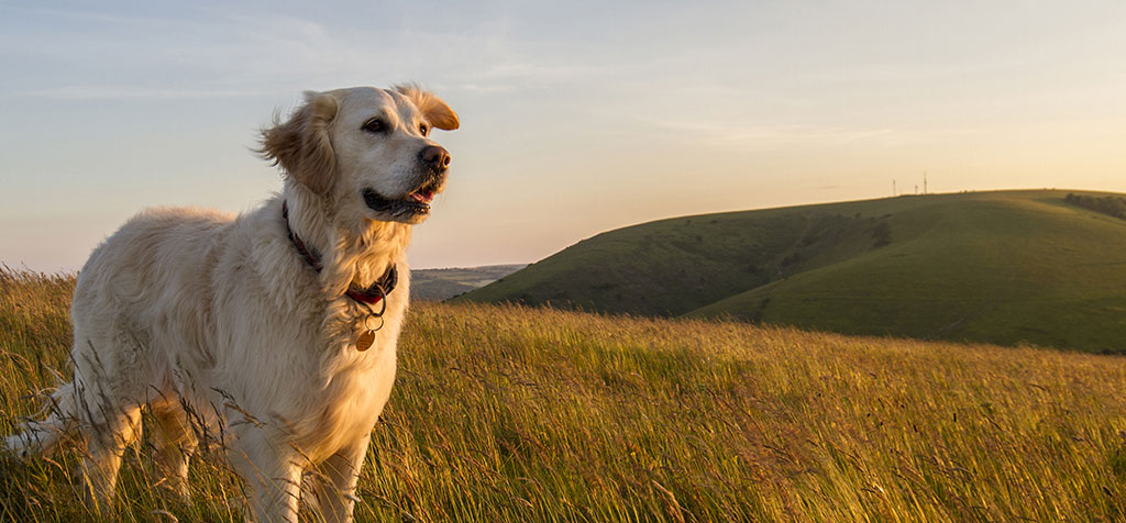 Insect Bites on Dogs: Signs, Symptoms and Treatment