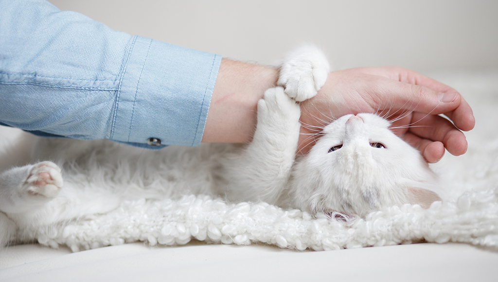 Understanding Cat Biting and Scratching