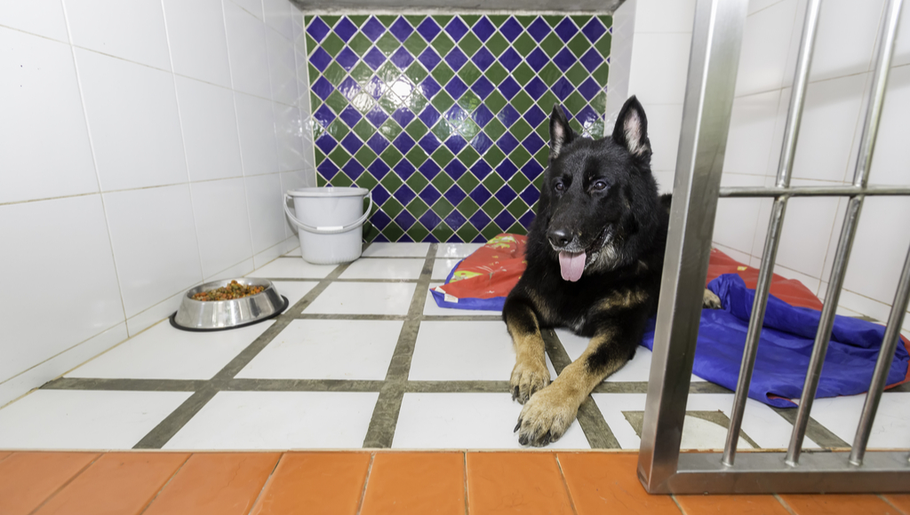 What To Expect When Boarding Your Dog