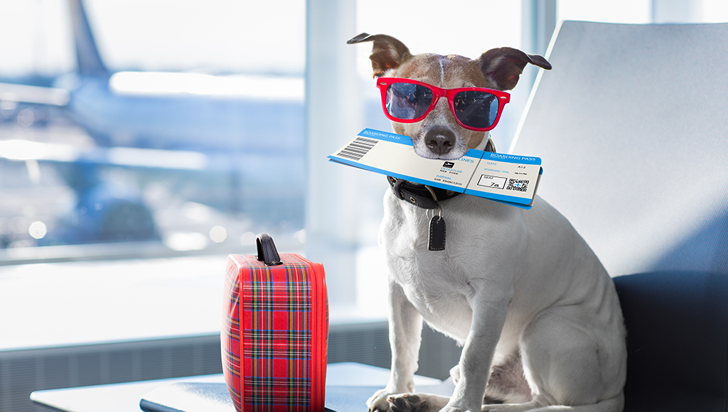 Pet Friendly Places When You Travel
