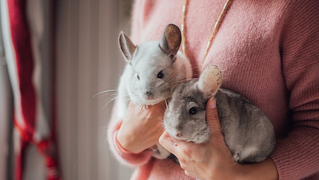 Chinchillas Are Fun and Friendly!