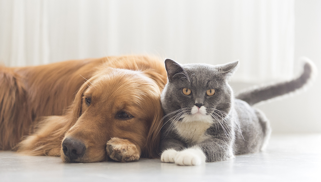 Laryngeal Paralysis in Dogs and Cats