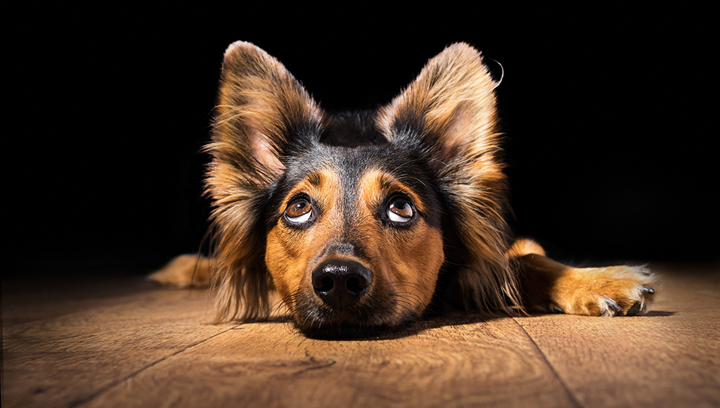 Dispelling the Myths: Living With a Deaf Dog - Part II