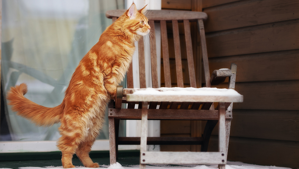 Understanding Your Cat's Body Language
