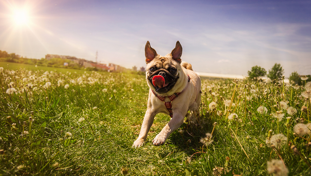 Preventing Heatstroke in Cats and Dogs
