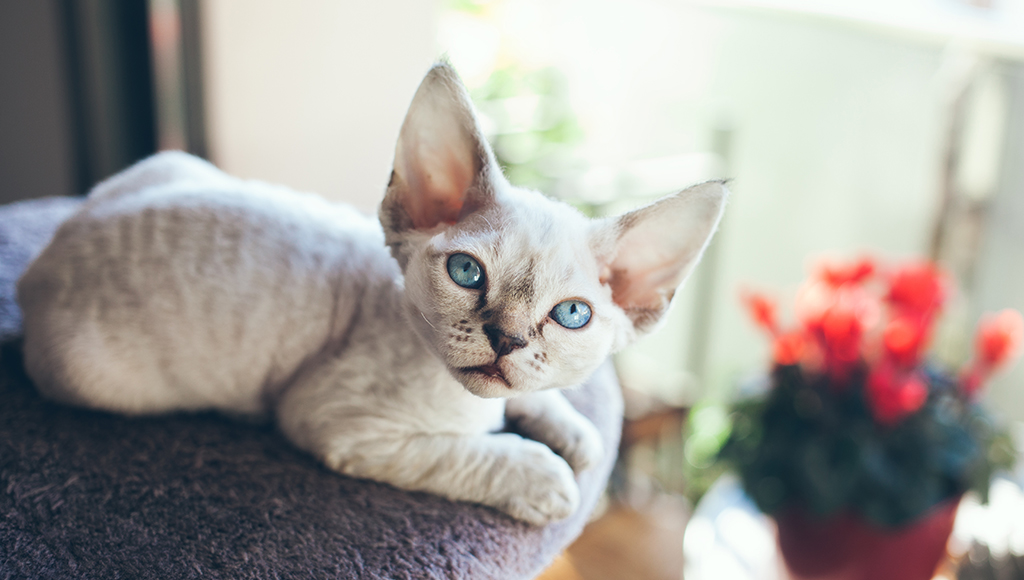 Unusual Cat Breeds: Devon Rex