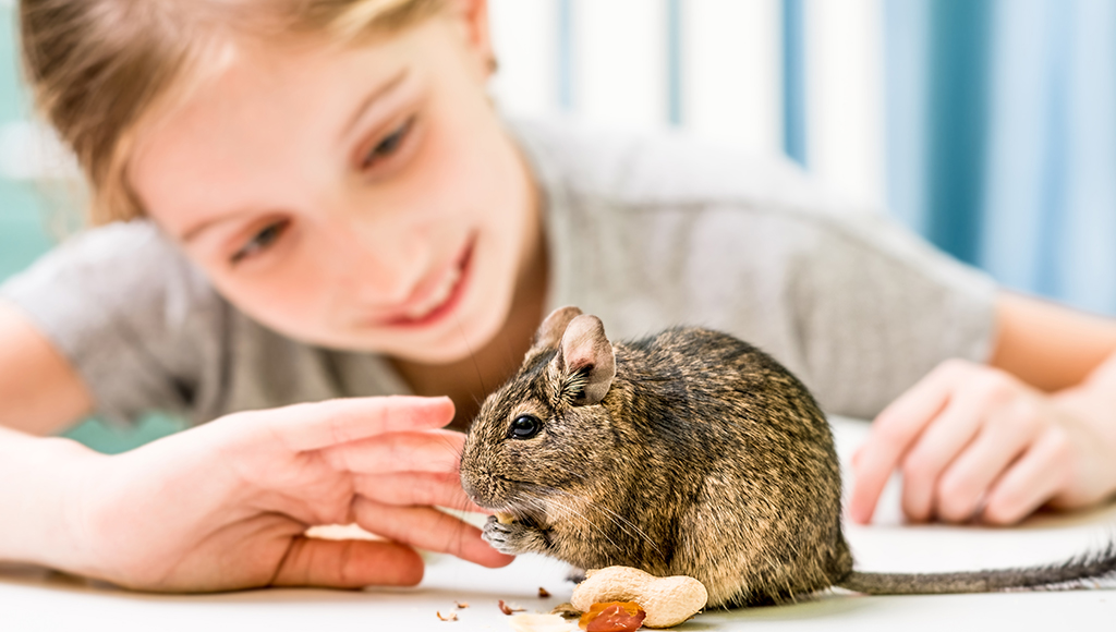 The Adorable and Delightful Degu!