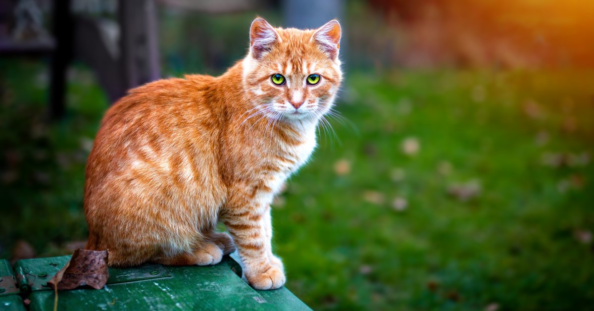 Cats and their Ancestral Instincts