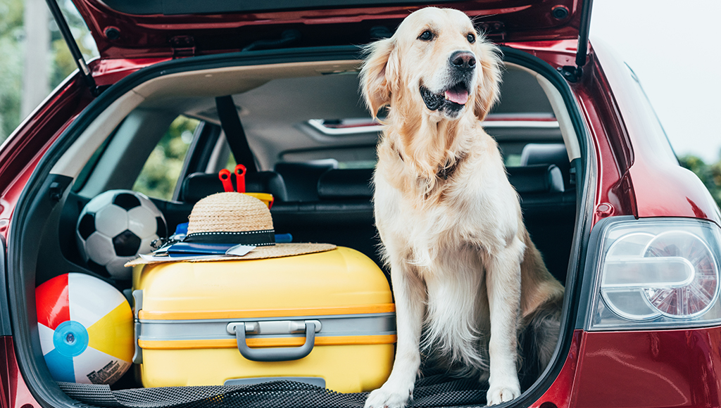Traveling with Your Pet
