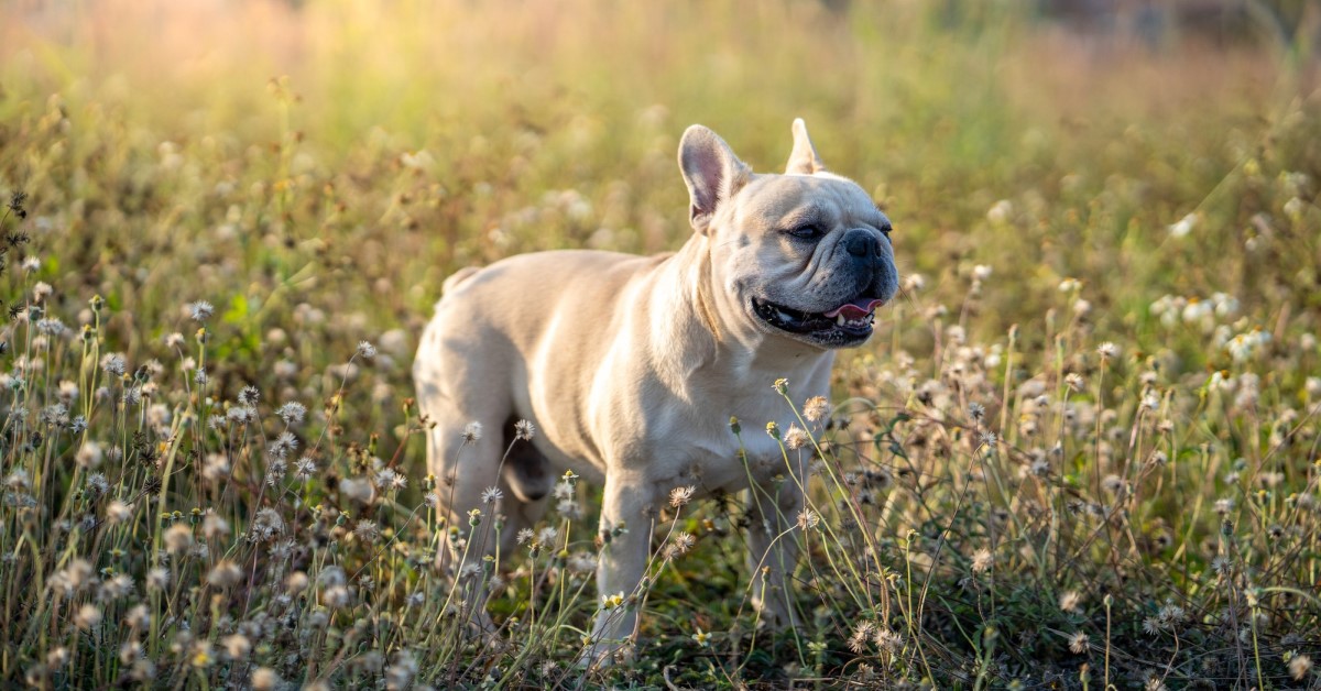 French Bulldog Pet Insurance