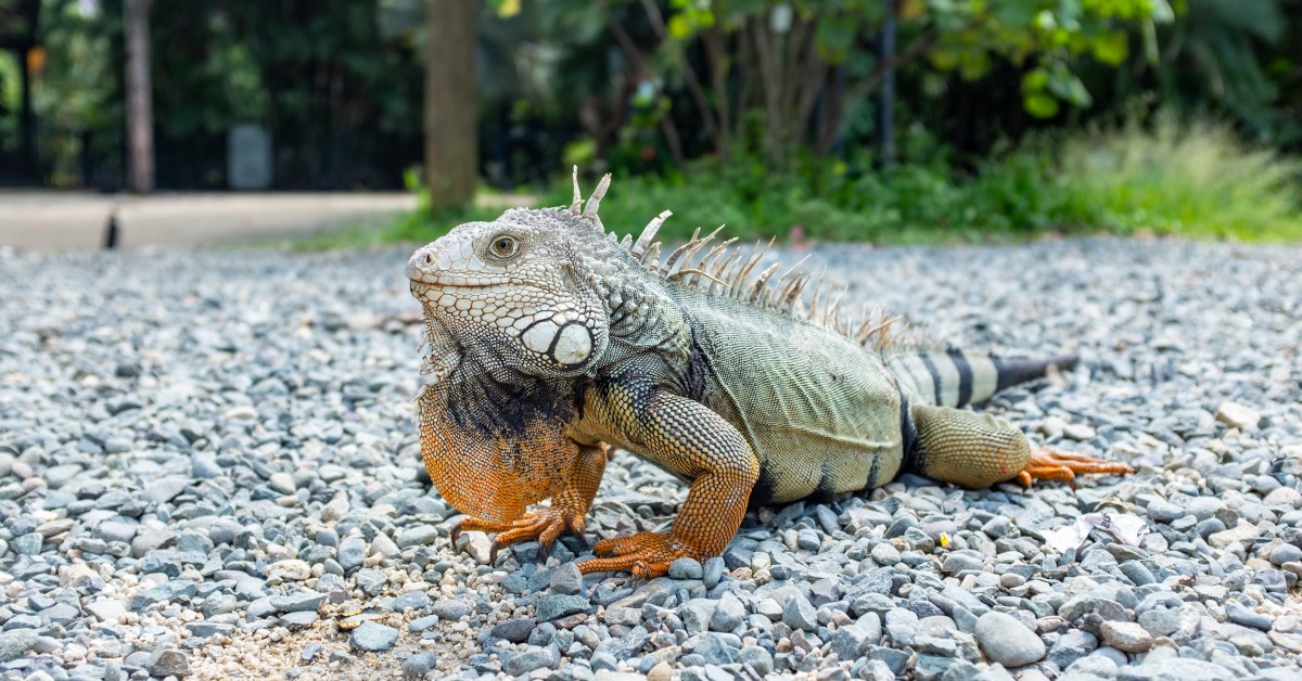 What Should Iguanas Eat to Stay Healthy?