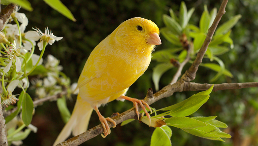 Canaries Are Quiet Companions