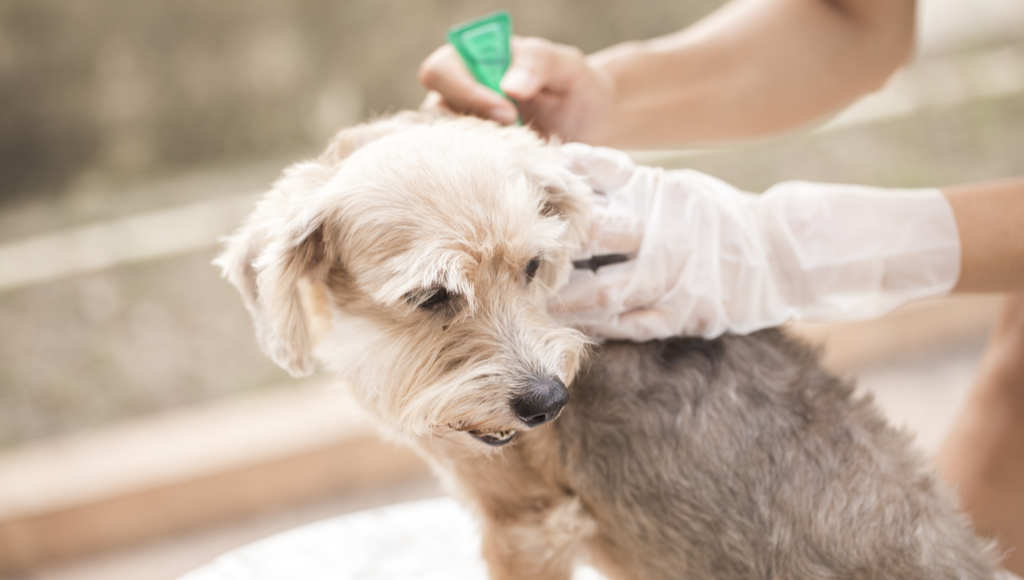 How to Prevent Fleas, Ticks, and Heartworm in Pets