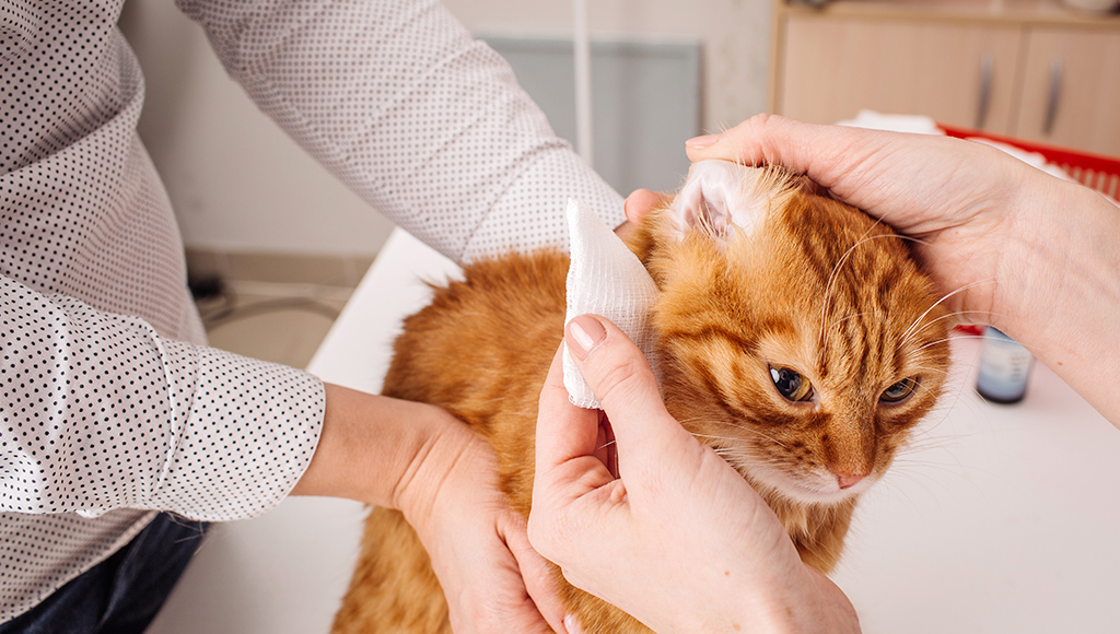Ear Infections in Cats and Dogs