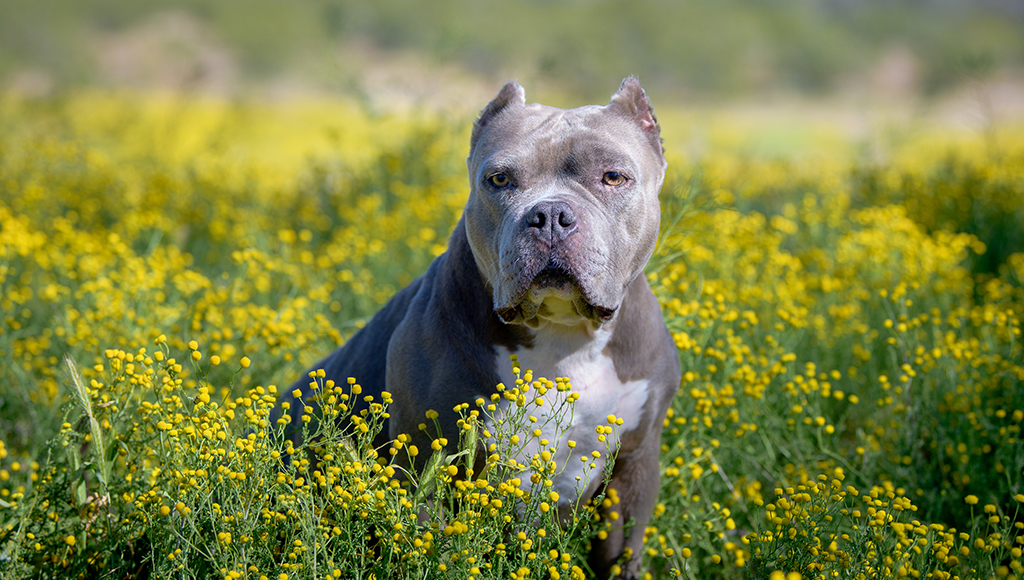 Cane Corso Ear Crop Chart