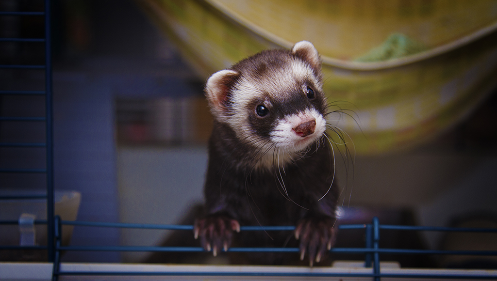 cat litter for ferrets