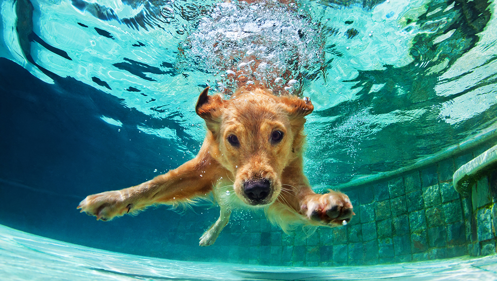 Do All Dogs Know How to Swim?