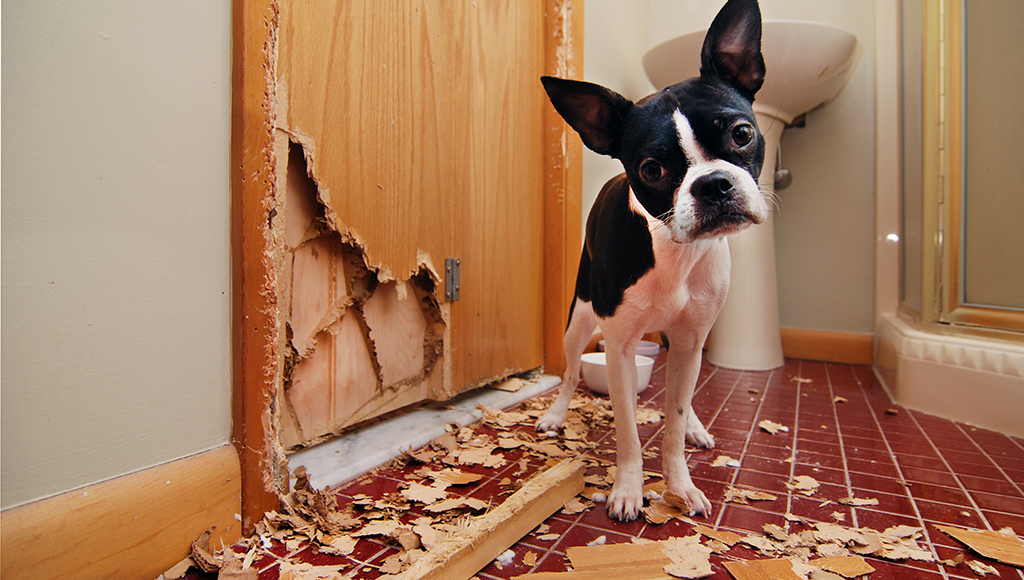 dog chewed couch cushion