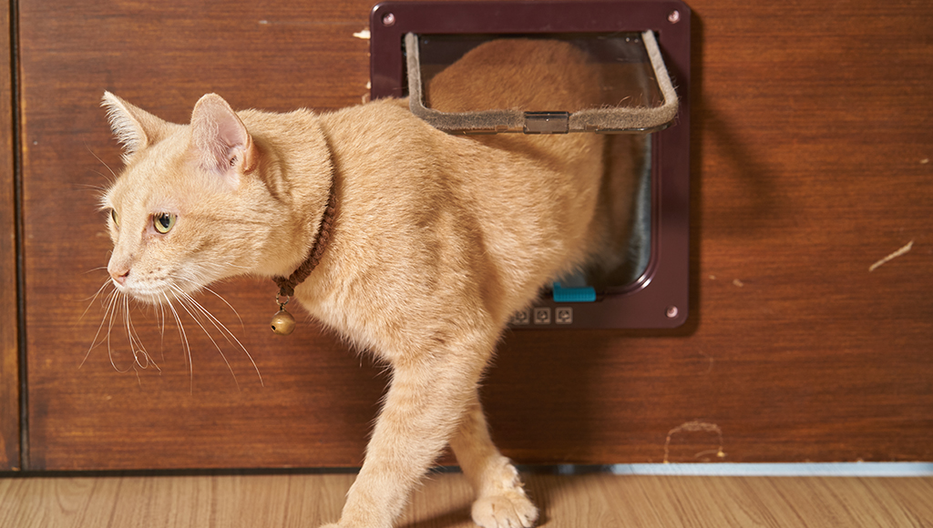 Choosing the Right Cat Barrier