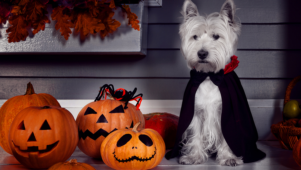 Best Dressed Halloween Hounds