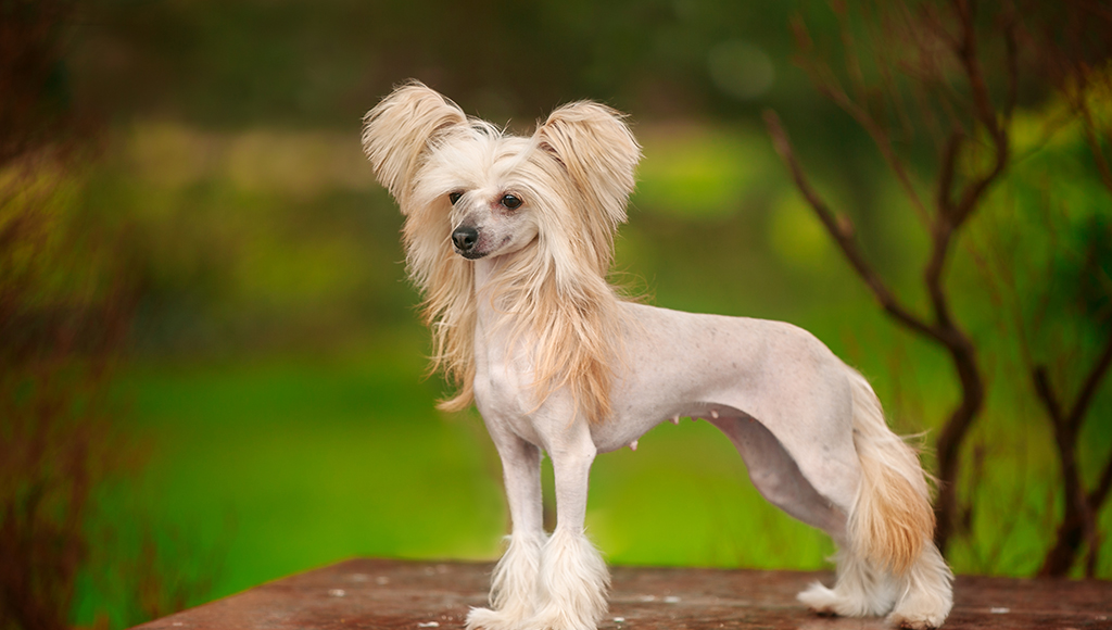 crested dogs