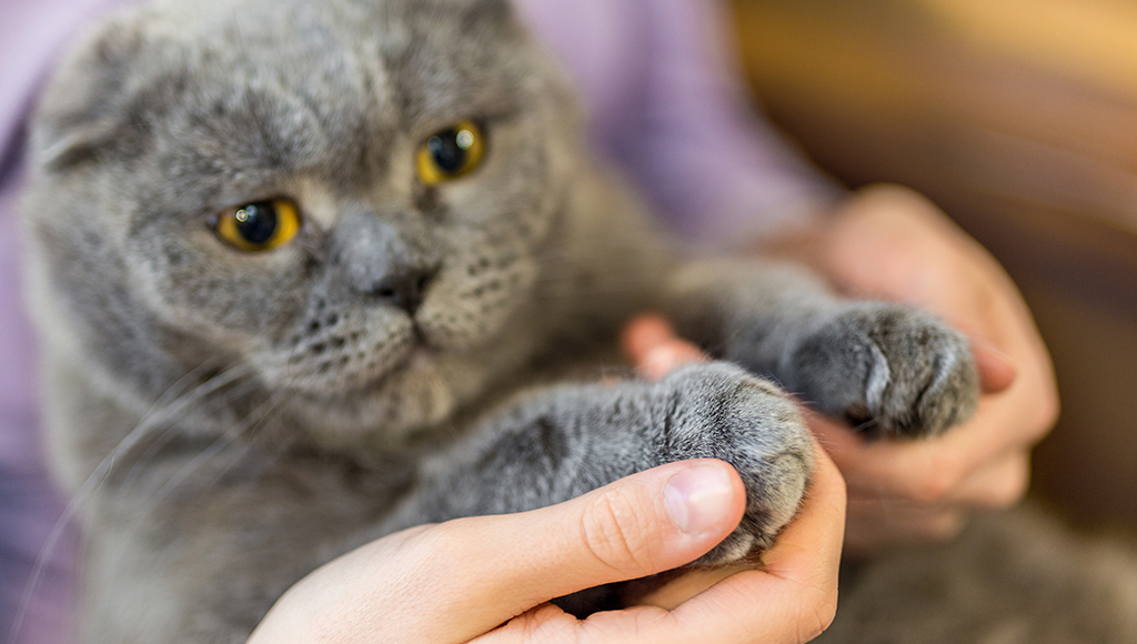Are You Ready to Declaw Your Cat?