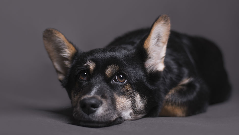 Ask Dr. Jenn: Why does my dog make loud sighing, grumbling, and groaning noises?