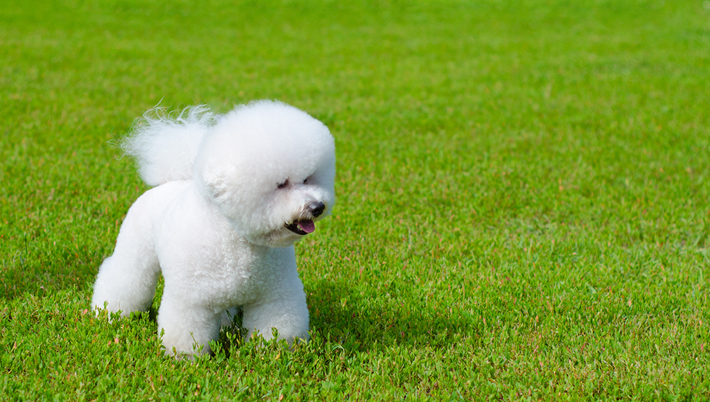 bichon frise lion cut