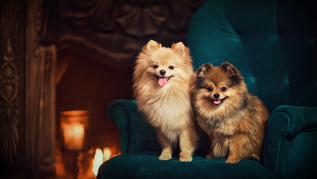 Toy pom dogs