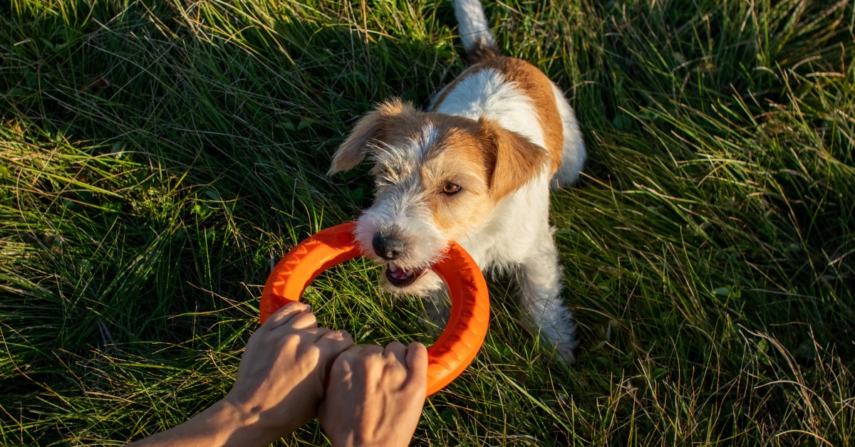 Benefits of Tug Toys for Dogs