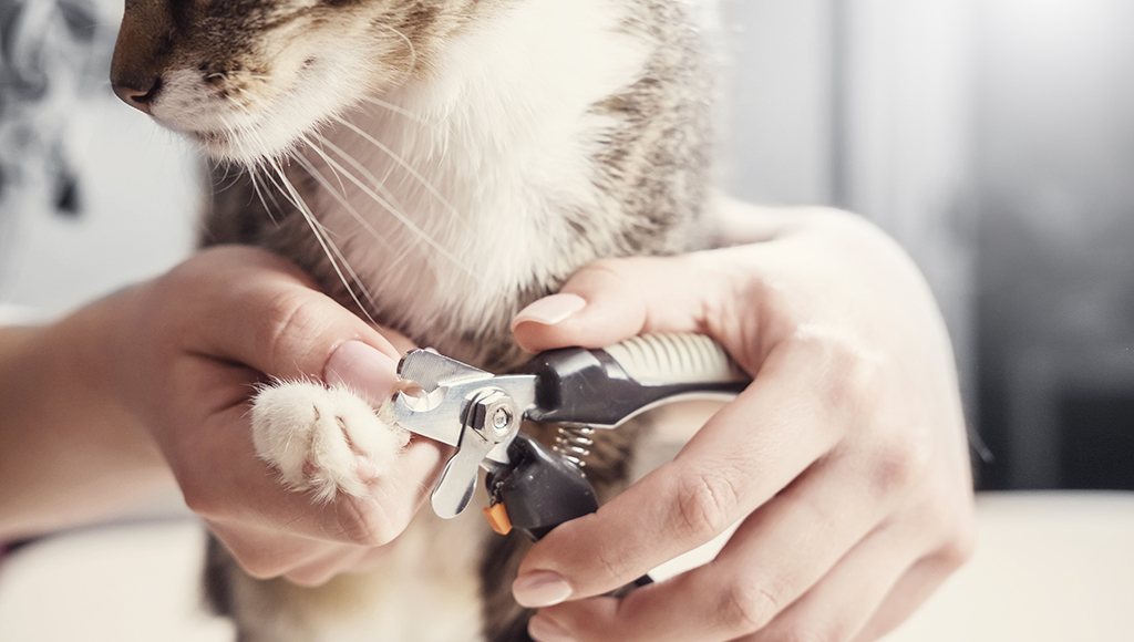 Se le puede cortar las uñas a los gatos